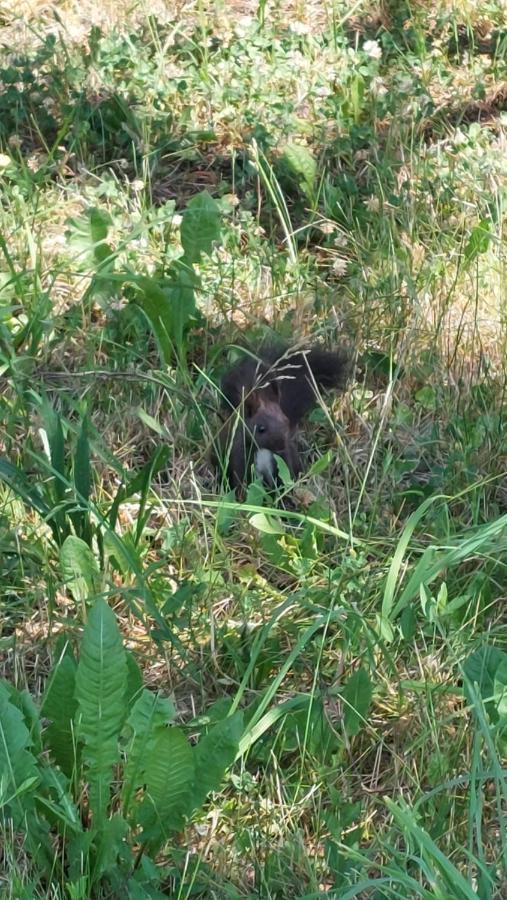 Horska Chata Veverka Podbanská Zewnętrze zdjęcie
